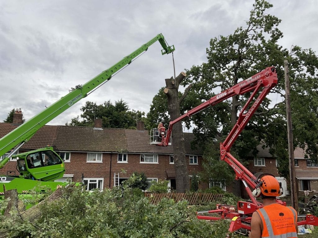 Quality Tree Surgery in Kingston