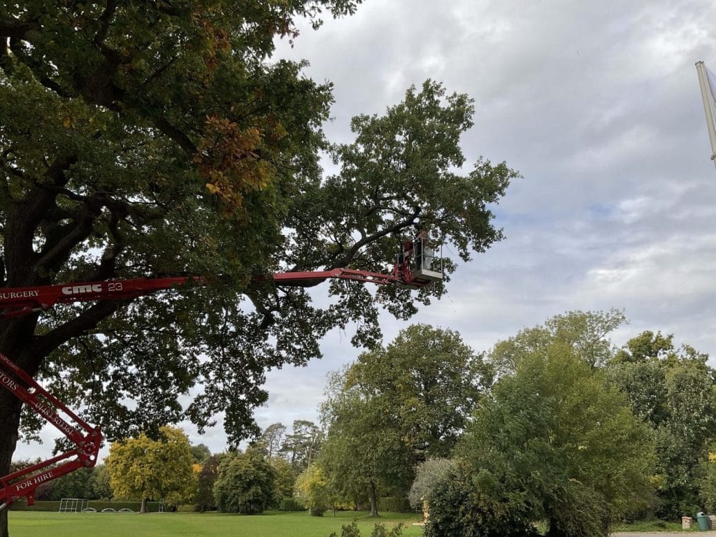 Specialised Tree Care