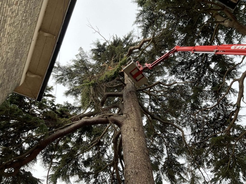 Tree Surgery Service Weybridge