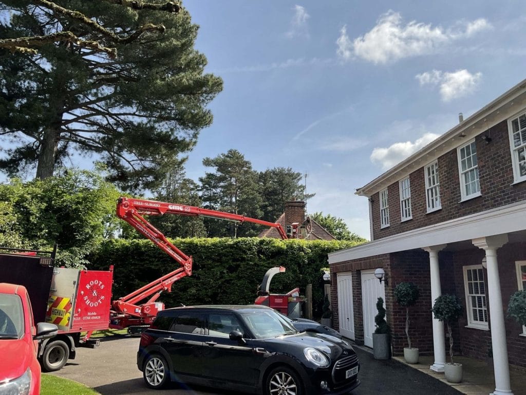 Tree Surgeons Weybridge