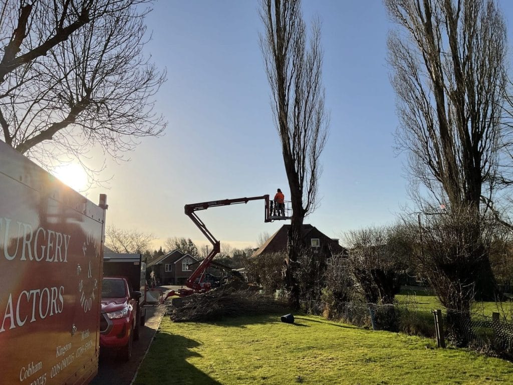 Tree Surgeon