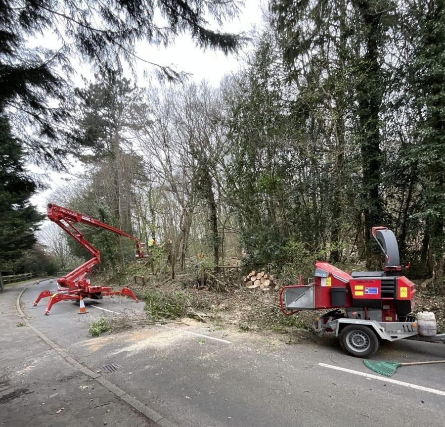 Professional Tree Surgeons Richmond